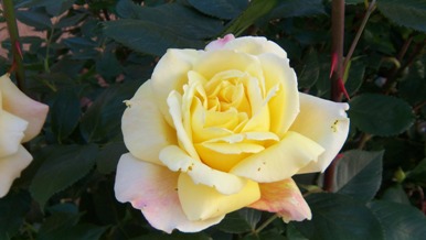 rose