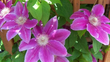violette_blumen
