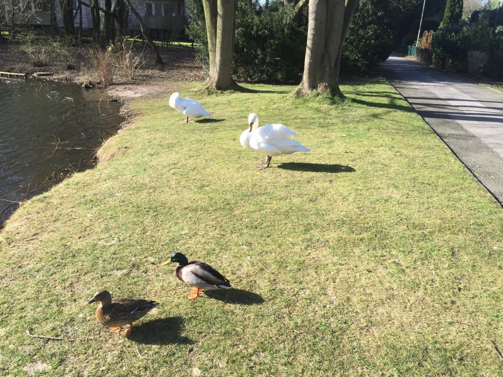 Zwei Schwäne und zwei Enten bei strahlendem Sonnenschein an einem Teich in Bielefeld. 