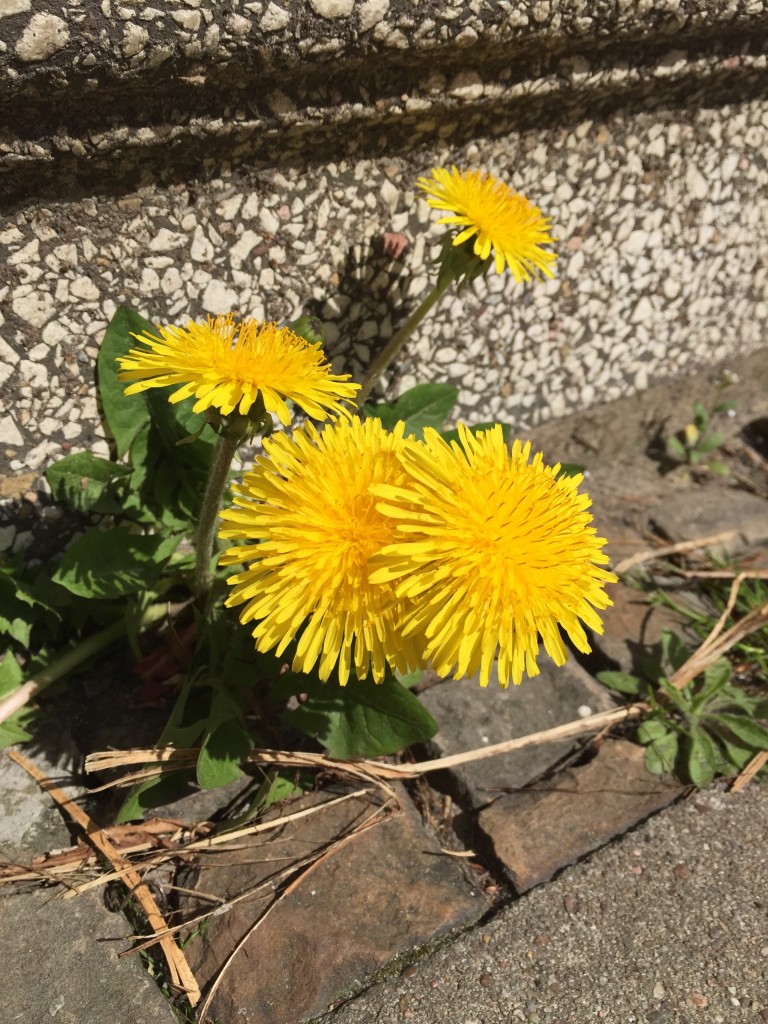 Löwenzahn mit vier gelben Blüten