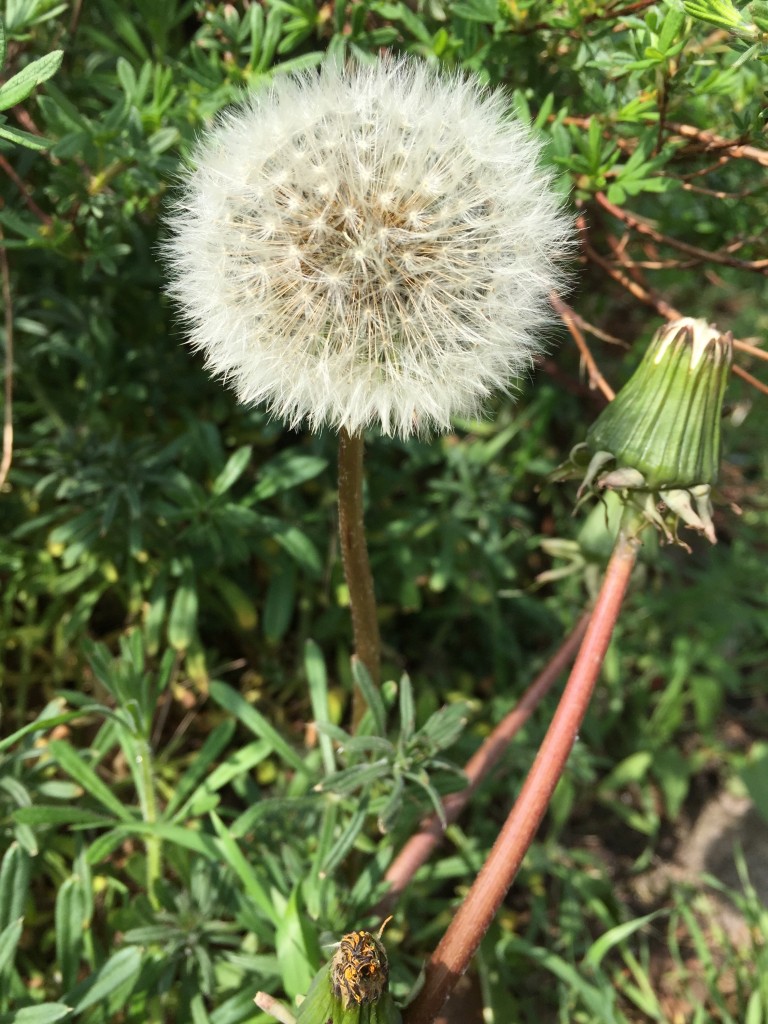 Pusteblume