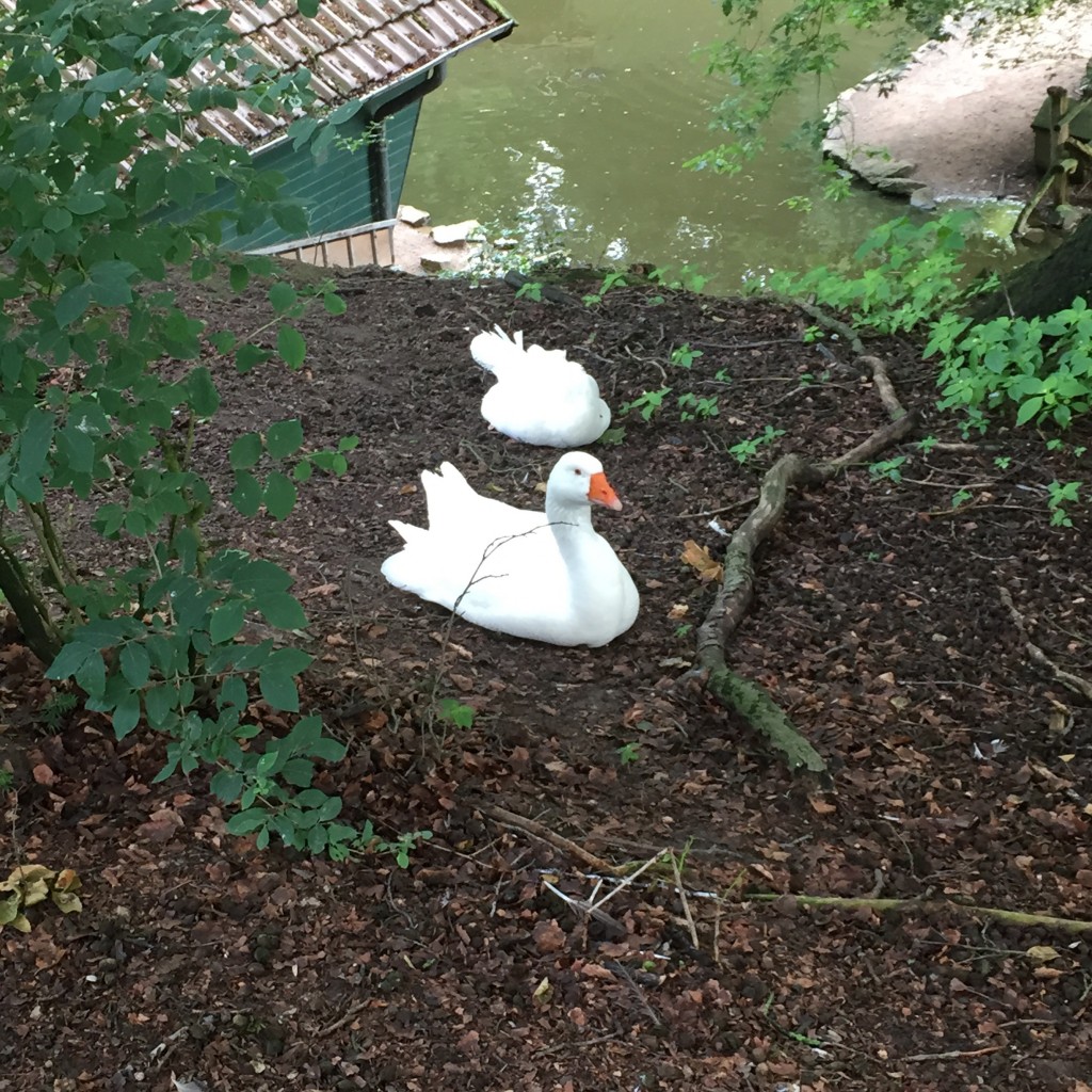 Gänse im Heimat-Tierpark Olderdissen.