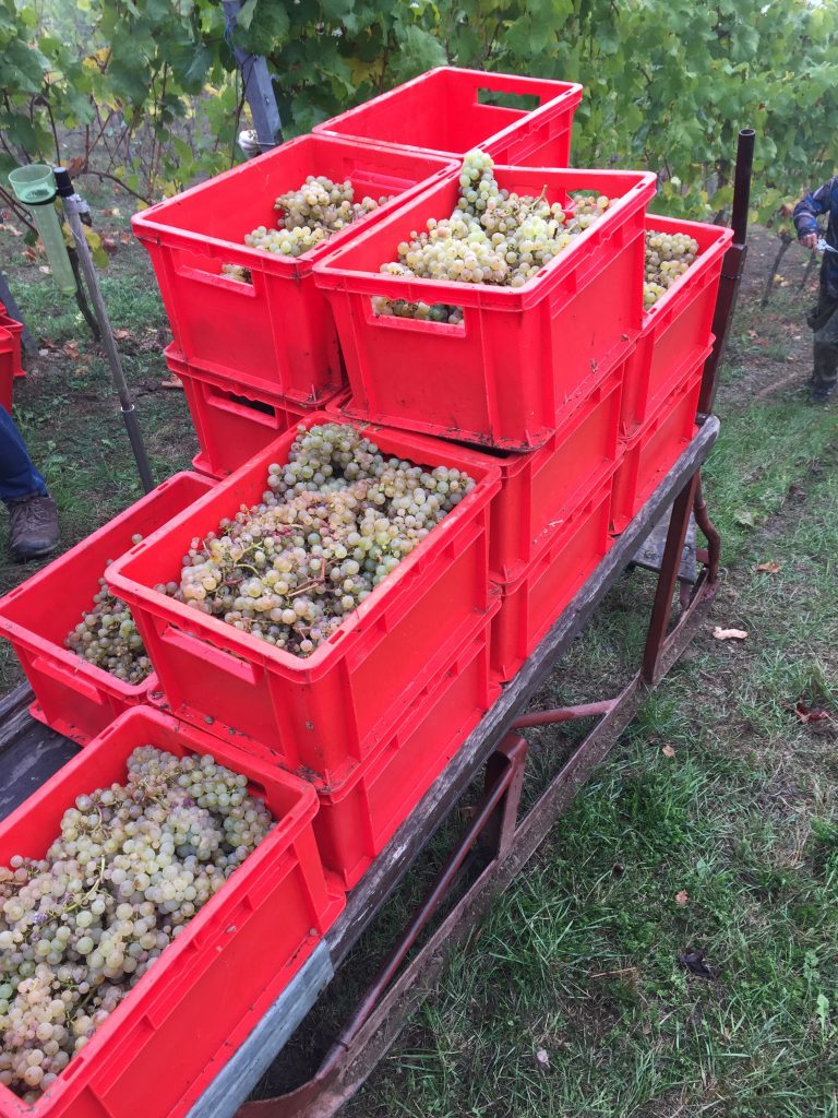 Mit Hilfe des sog. Schlittens wurden die Kisten mit den geernteten Trauben den Weinberg hinauf befördert. 